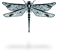 Image of dragonfly