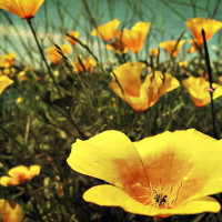 Image of poppies