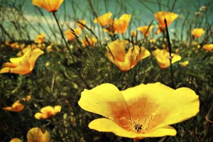 Image of poppies