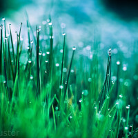 Image of dew drops