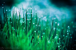 image of dew drops