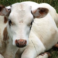 image of a cow