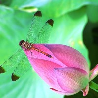 Image of dragonfly on waterlily