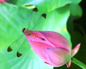 Image of dragonfly on waterlily