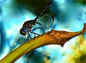 Image of a dragonfly