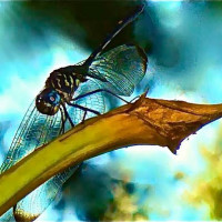 Image of dragonfly