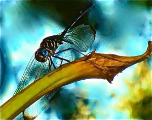 Image of dragonfly