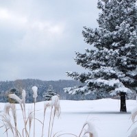 Image of snow-covered tree