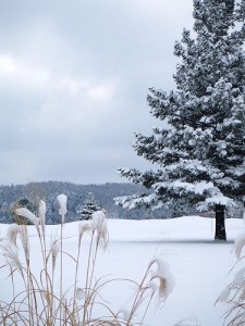 Image of snow-covered tree