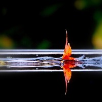 Image of leaf on water