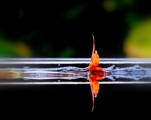 Image of leaf on water