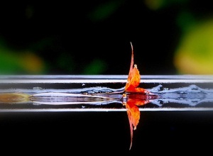 Image of a leaf on water