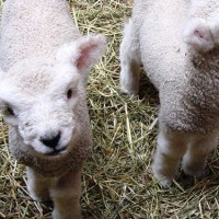 Image of lambs