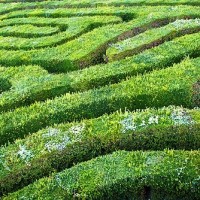 Image of a maze