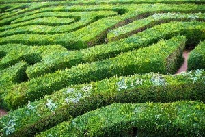 Image of a maze