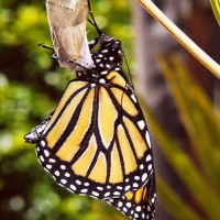 Image of a butterfly