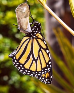 Image of a butterfly