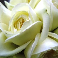 Image of a white rose
