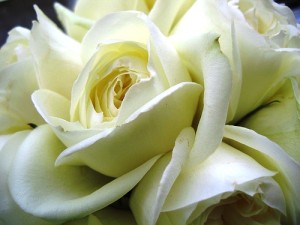 Image of a white rose