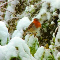 Image of a robin in snow