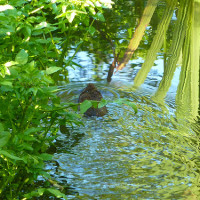 Image of a swimming vole