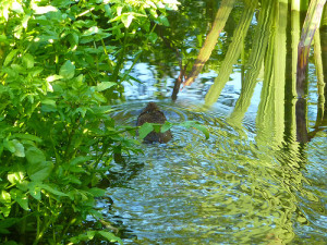 Image of a swimming vole