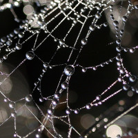 Image of a droplets on a web