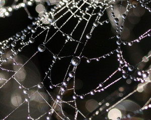 Image of a droplets on a web